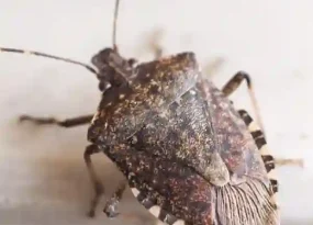 Stink Bugs