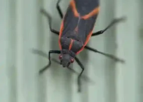 Box Elder Bug